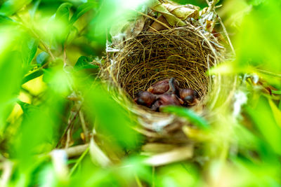 Close-up of bird nest