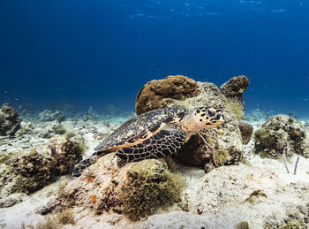 Turtle swimming in sea