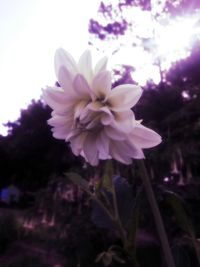 Close-up of pink flower blooming in garden