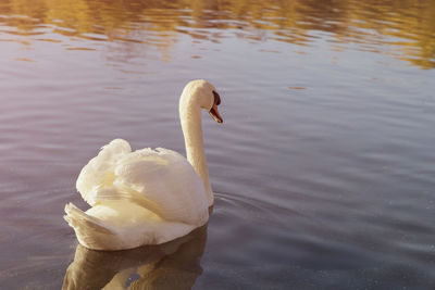 Swan swimming in lake