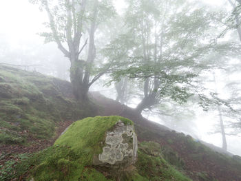 Scenic view of forest against sky