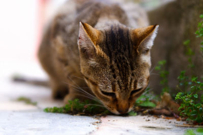 Close-up of a cat