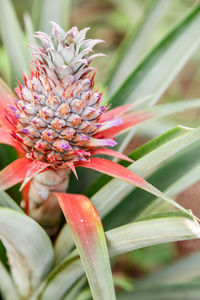  close-up of pineapple on the plant