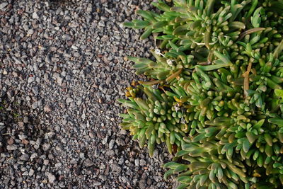 Close-up of fresh green tree