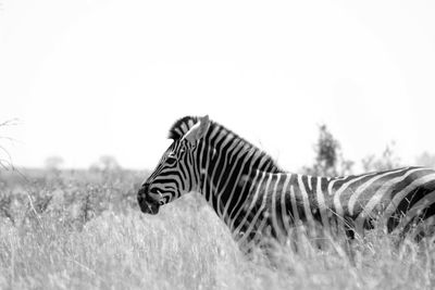 Side view of a zebra on field