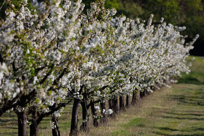 Cherry blossoms in spring