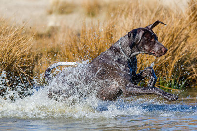 Swimming dog