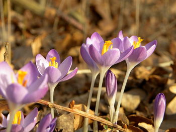 Close-up of purple crocus flowers on land