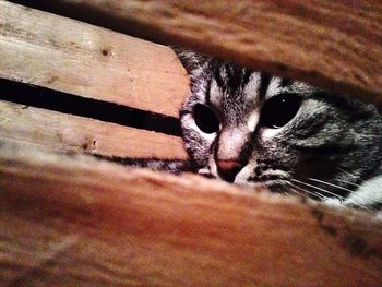 Close-up portrait of cat