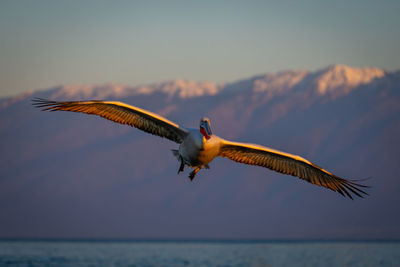 Bird flying against sky