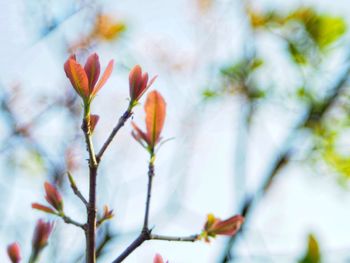 Low angle view of flowering plant