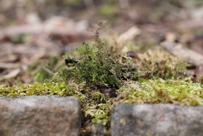 Close-up of moss growing on plant