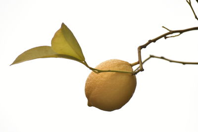 Close-up of fruit against white background