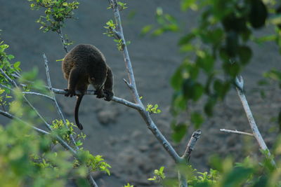 Protected rare animal cuscus