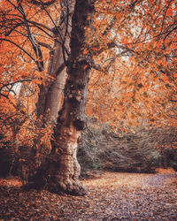 Trees in forest during autumn