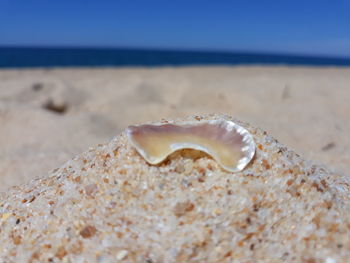 Close-up of shell on beach