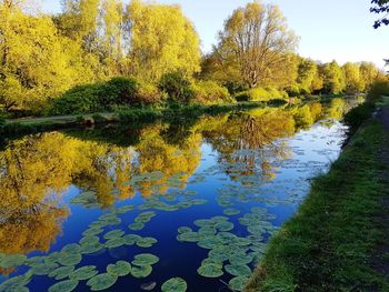 Reflection of trees in lake against sky