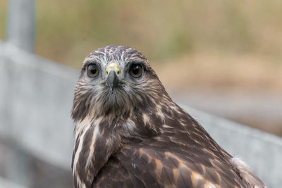 Close-up portrait of a common buzzard 