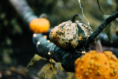 Close-up of pumpkins on illuminated tree during halloween