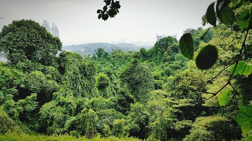 Trees growing in a park