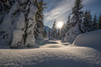 Snow covered land and trees against sky