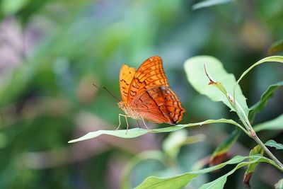 Close-up of butterfly pollinating flower