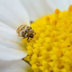 Close-up of honey bee on flower