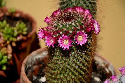 Close-up of pink cactus flower