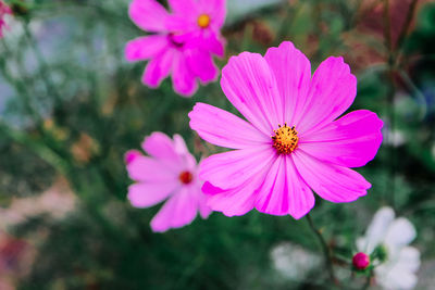 Close-up of pink cosmos flowers