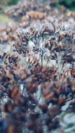 Close-up of plant against blurred background