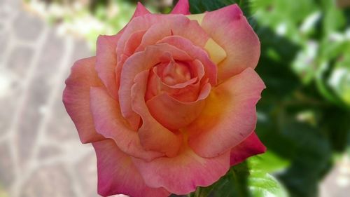 Close-up of pink rose