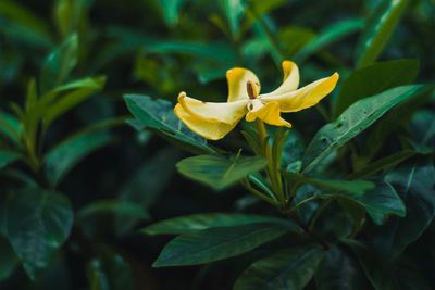 Close-up of yellow flower