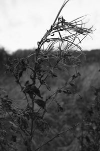 Close-up of plant against sky