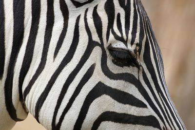 Close-up portrait of zebra