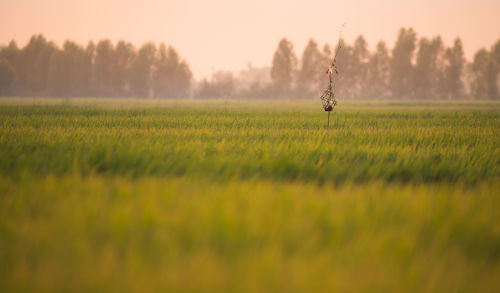 Scenic view of rice field against sky during sunset