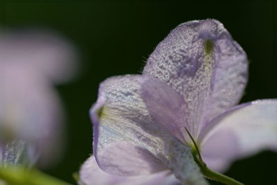 Close-up of flower blooming outdoors