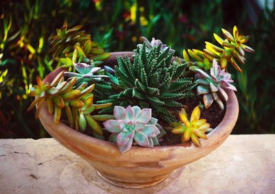 Close-up of flowers against blurred background