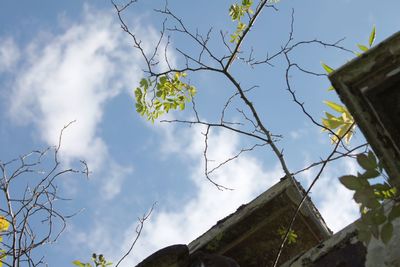 Low angle view of tree against sky