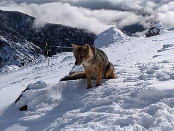 View of a dog on snow covered mountain