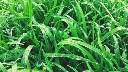 Full frame shot of grass growing in field