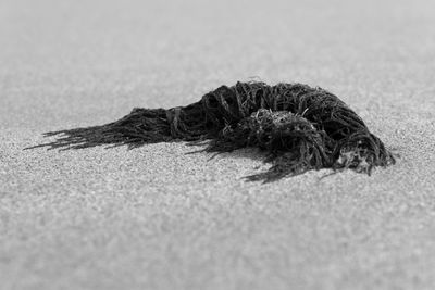 Close-up of a crab on sand