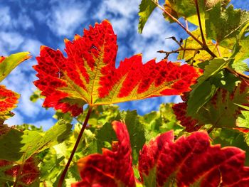 Close-up of red maple leaves on plant during autumn