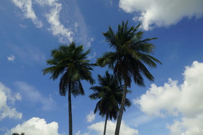 Low angle view of palm trees against sky