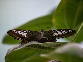 Close-up of butterfly on leaf