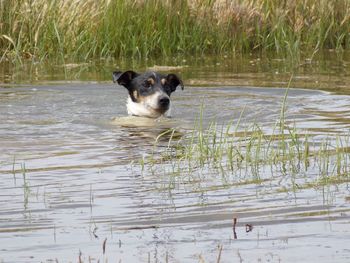 Dog swimming in water