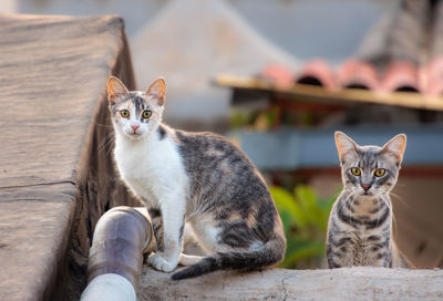 Close-up of cat