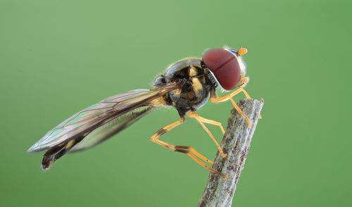 Close-up of insect on leaf