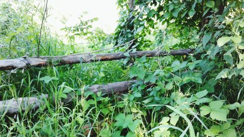 Close-up of plants growing on field