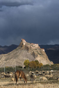 View of horse on field against mountain range