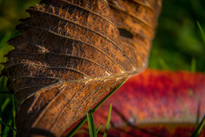 Close-up of dry leaf